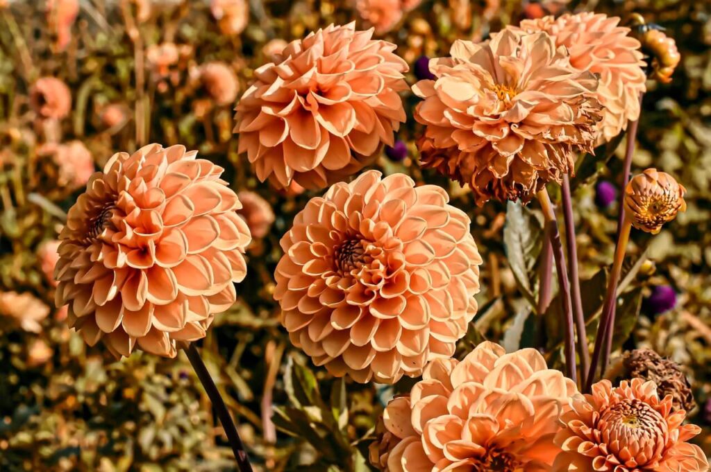 Dalia