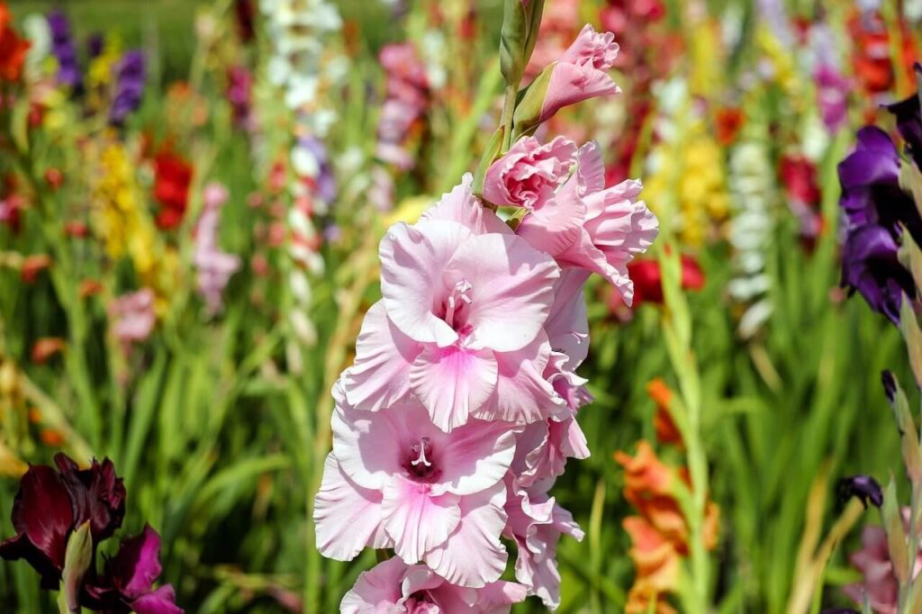 Gladiola