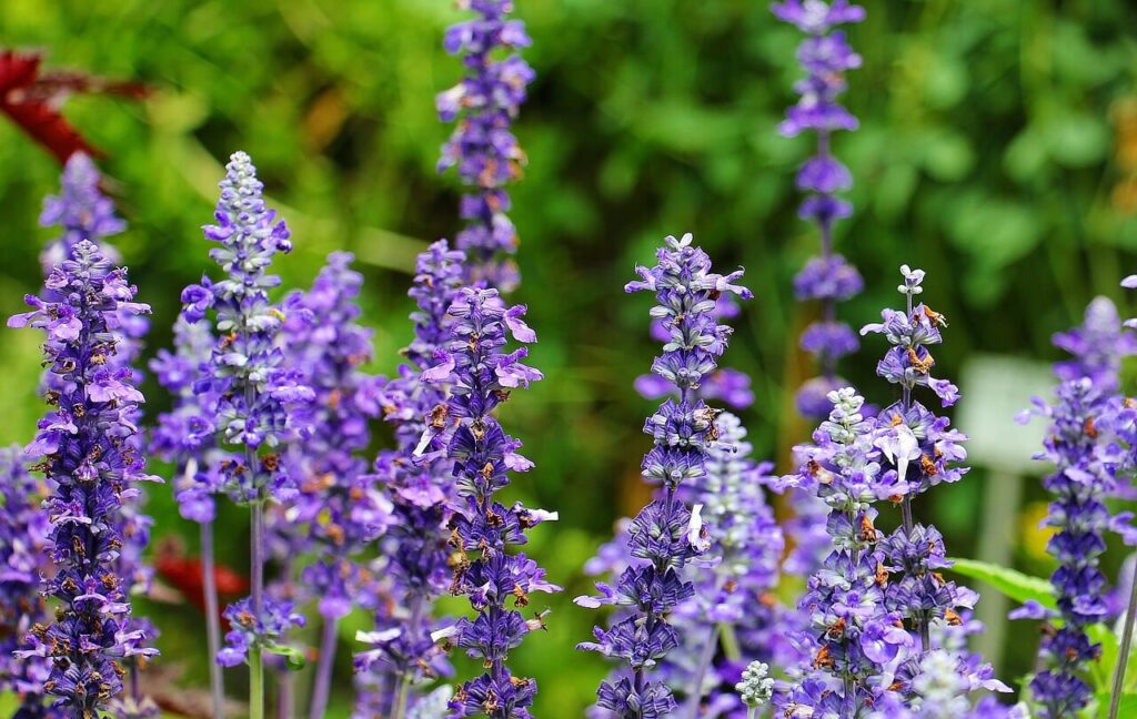Salvia